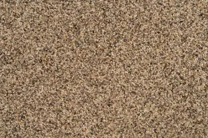 Sahara